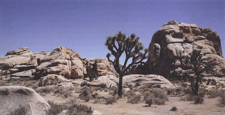 Joshua trees